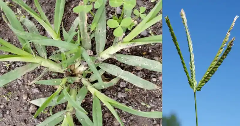 Goosegrass (Eleusine indica): 20 Powerful Benefits and How to Use It