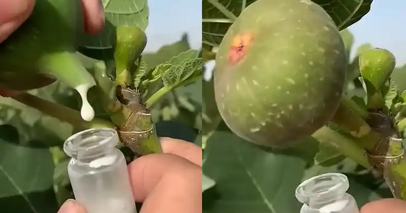 The Incredible Benefits of Fig Sap: Nature’s Hidden Elixir