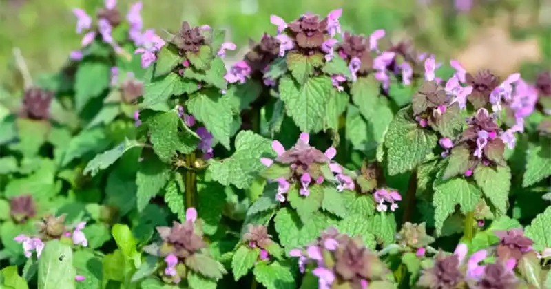 Purple Dead Nettle (Lamium purpureum): A Wild Ally for Circulation and Heart Health