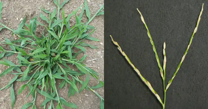 Crabgrass: Unlocking the Hidden Health Benefits of This Common Backyard Weed