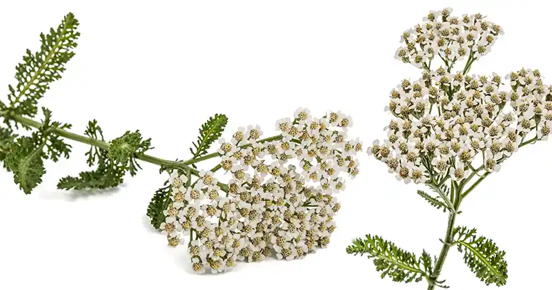 Yarrow: A Timeless Herbal Ally with Amazing Health Benefits