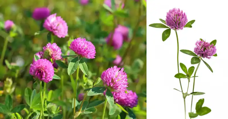 Red Clover: 15 Amazing Benefits and How to Use This Healing Herb